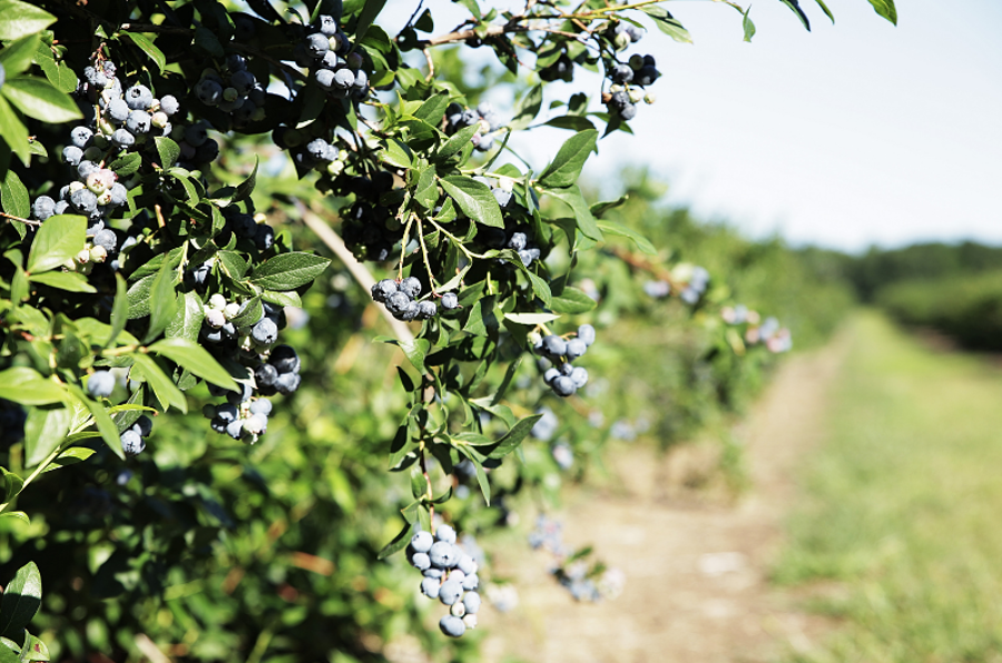 Barrie Hill Farms